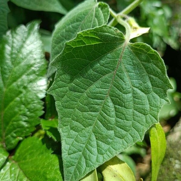 Physalis peruviana 叶