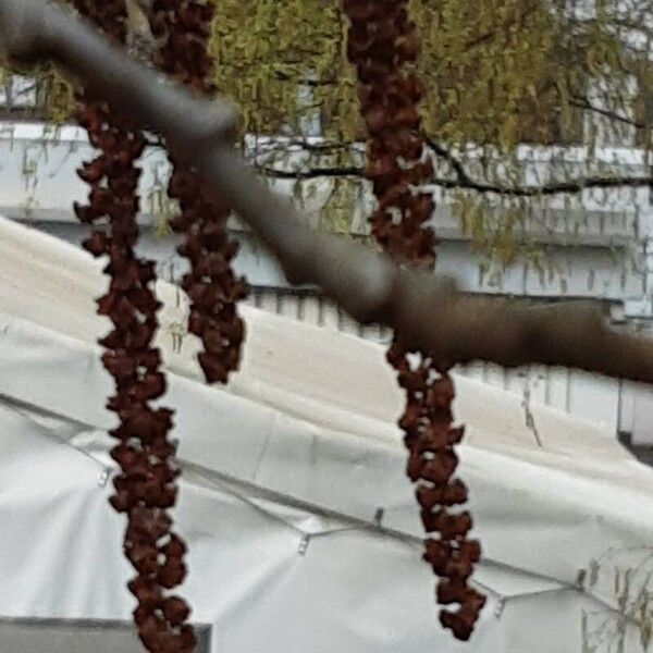 Alnus incana Flower