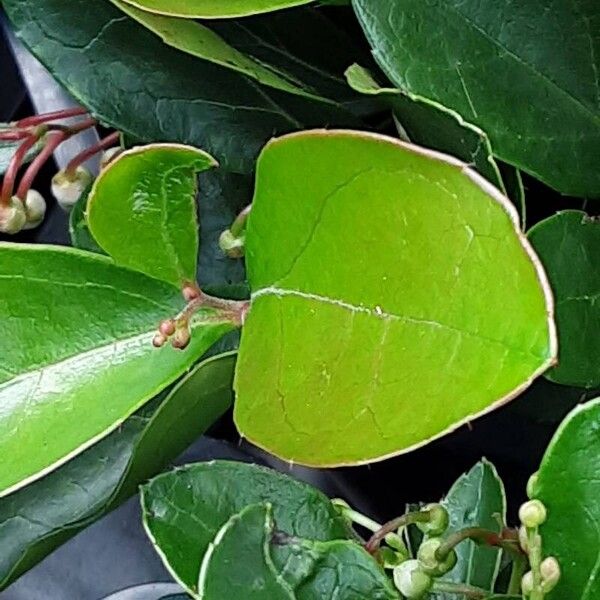 Gaultheria procumbens Blad