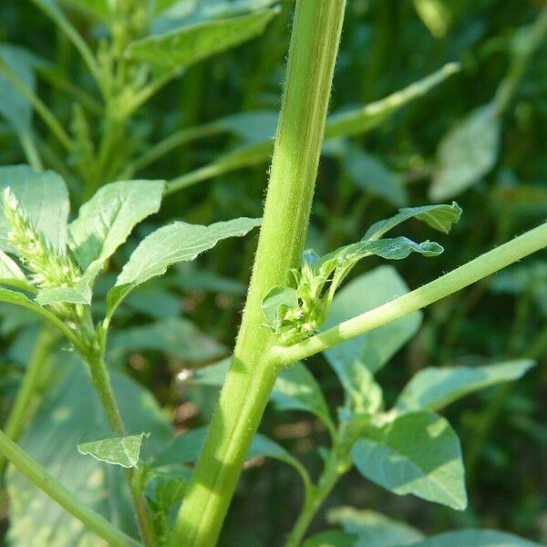 Amaranthus powellii Lubje