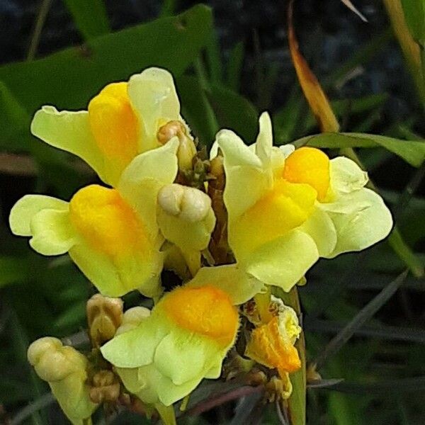 Linaria vulgaris Žiedas