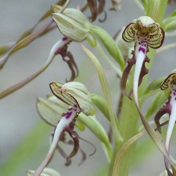 Himantoglossum hircinum Flor