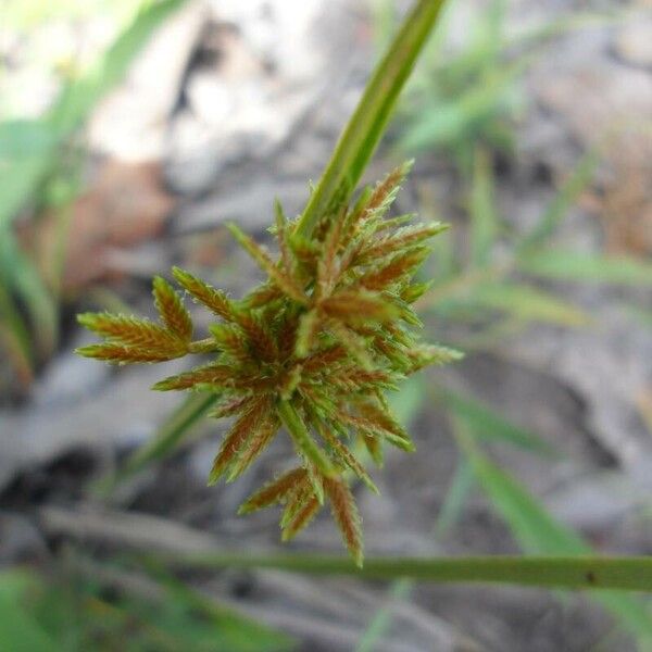 Cyperus haspan Autre