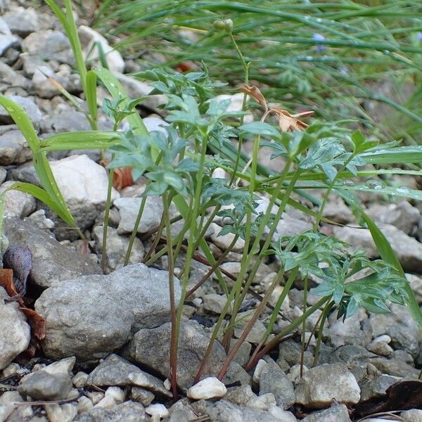 Ranunculus seguieri Habit