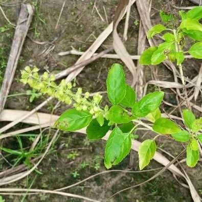 Ocimum tenuiflorum Ліст