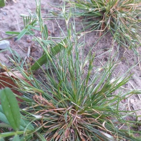 Juncus bufonius Цвят