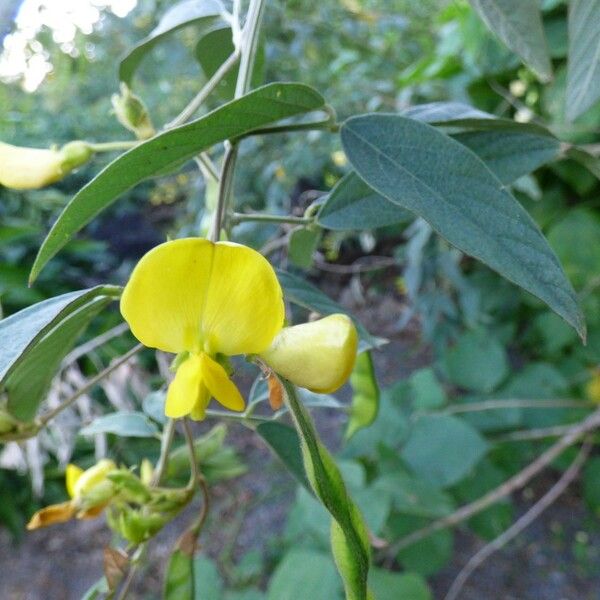 Cajanus cajan Flower