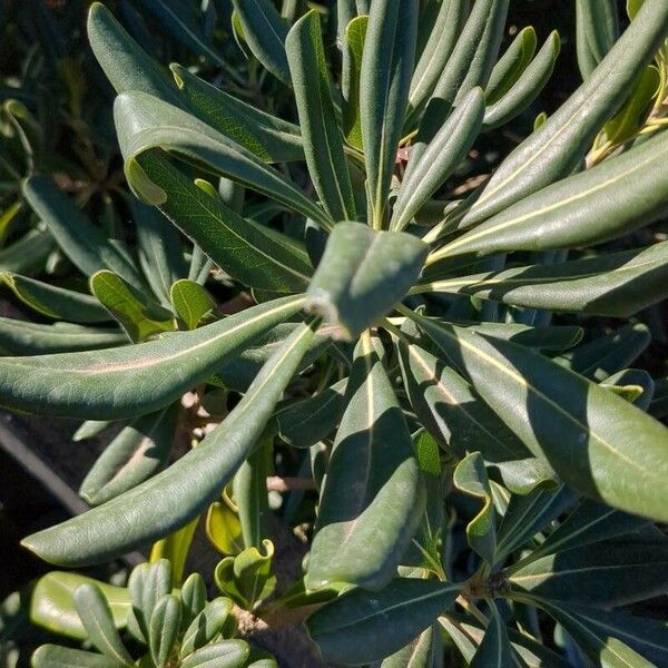 Pittosporum heterophyllum Hoja