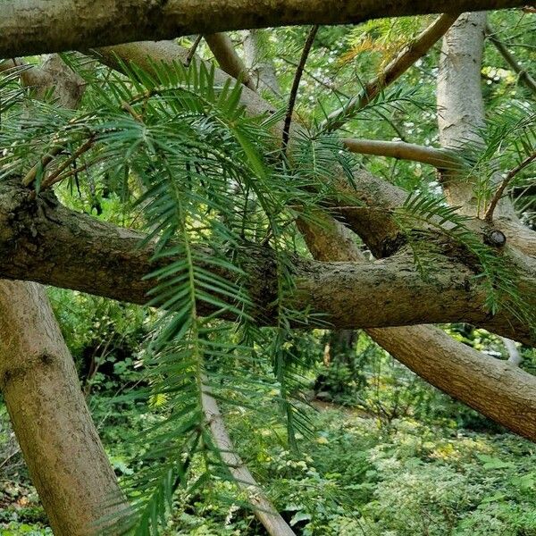 Torreya californica Corteccia