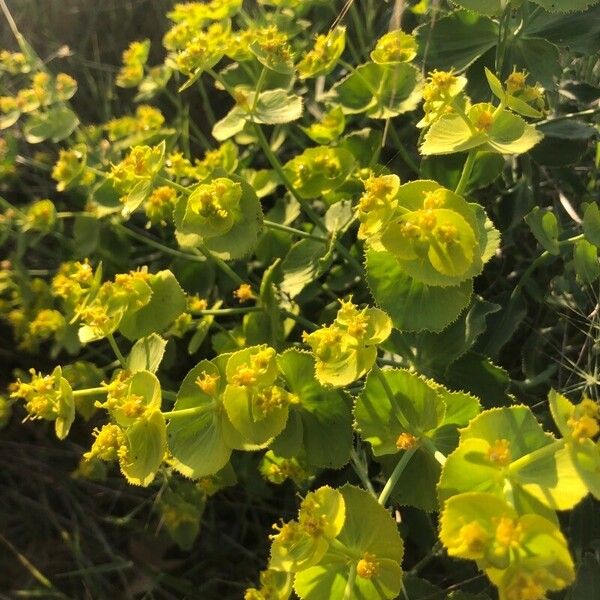 Euphorbia serrata Flower