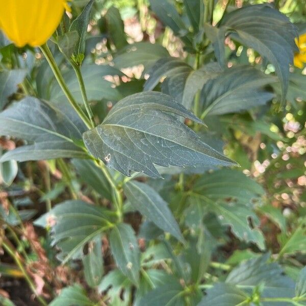 Rudbeckia nitida Листок