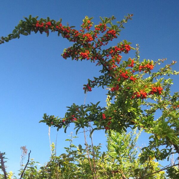 Pyracantha crenulata Natur