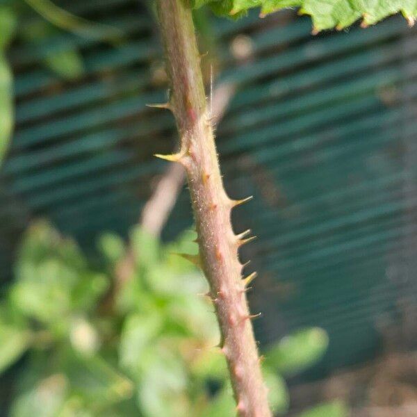 Rubus pruinosus Écorce