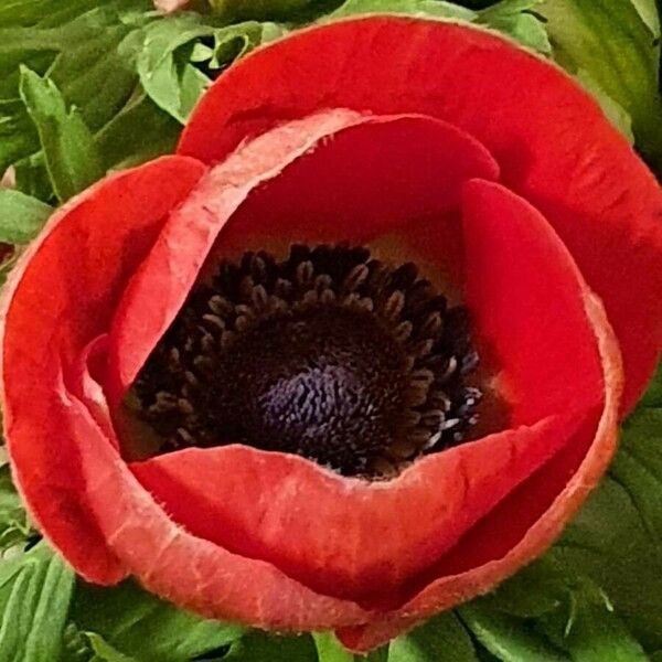 Anemone coronaria Květ