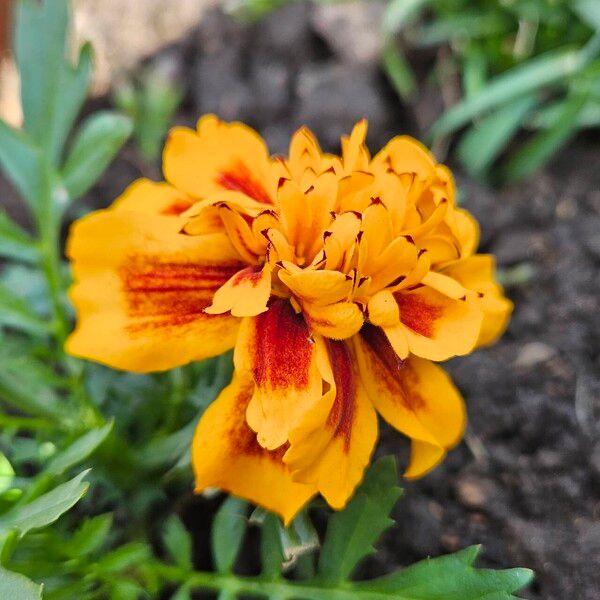 Tagetes patula Flor