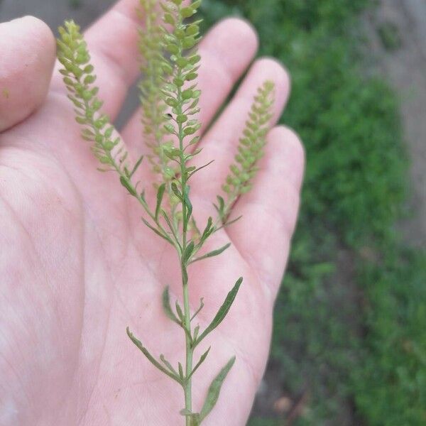 Lepidium virginicum 花