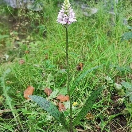 Dactylorhiza fuchsii Лист