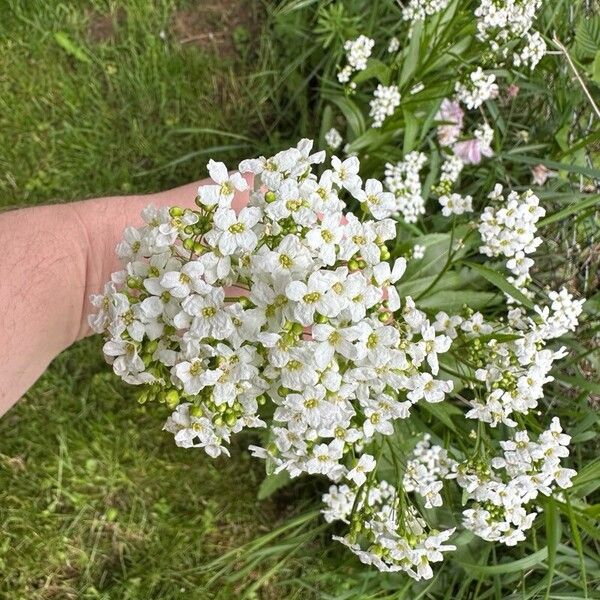 Armoracia rusticana Fiore