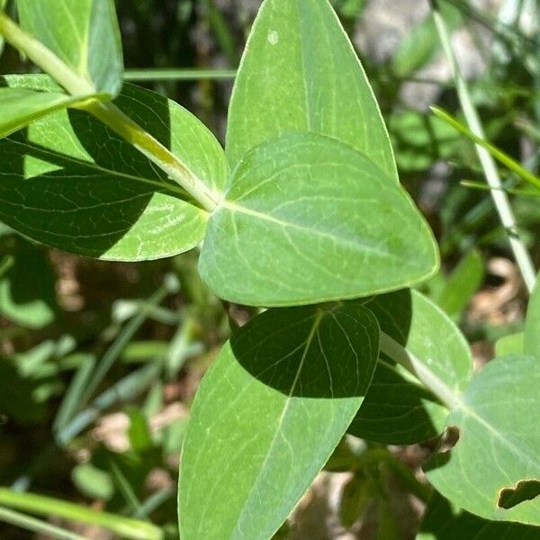 Hypericum richeri Deilen