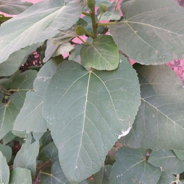 Ficus palmata Leaf