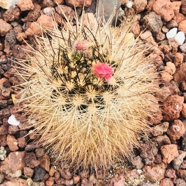 Eriosyce senilis (Cactus)