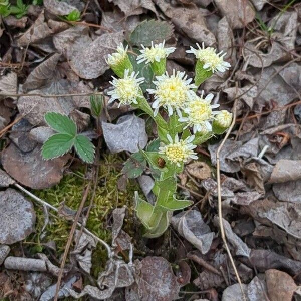 Petasites frigidus പുഷ്പം