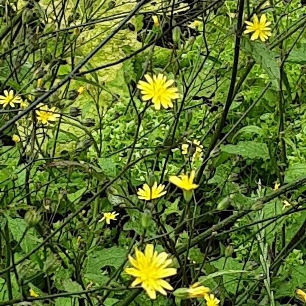 Lapsana communis Plante entière