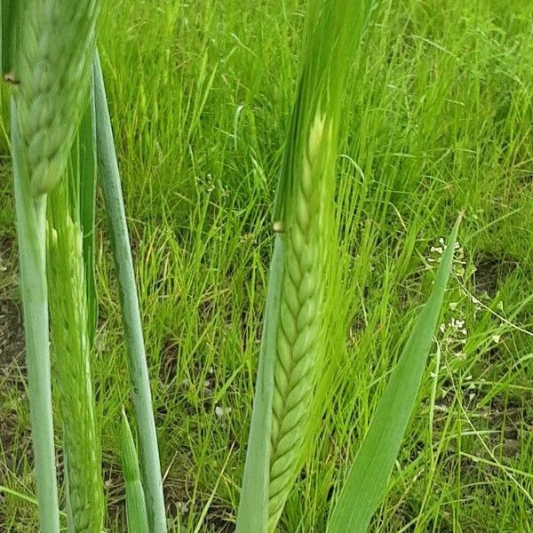 Hordeum vulgare Žiedas