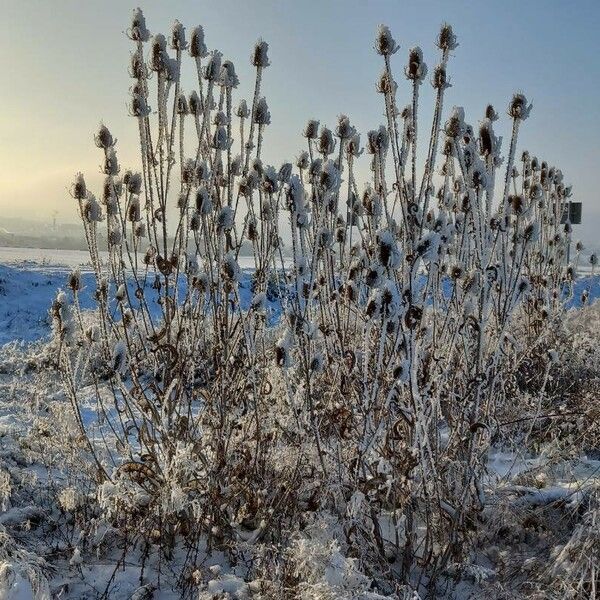 Dipsacus fullonum Hábito