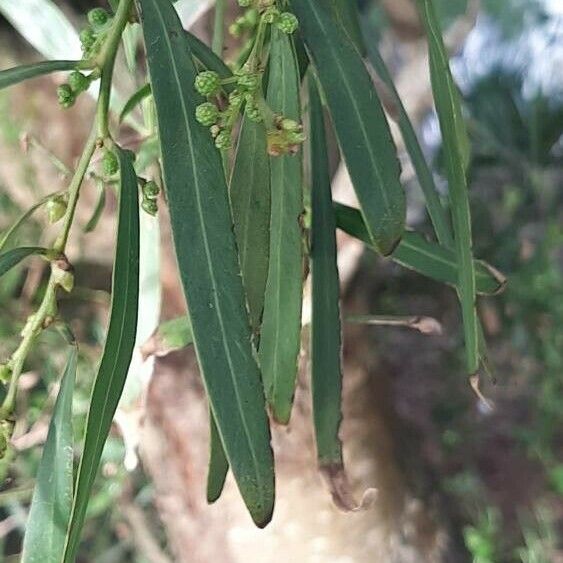 Acacia retinodes Листок