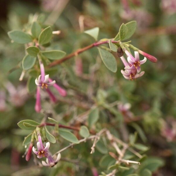 Symphoricarpos longiflorus Цвят