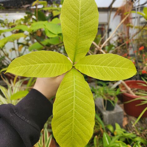 Beaumontia grandiflora Blatt