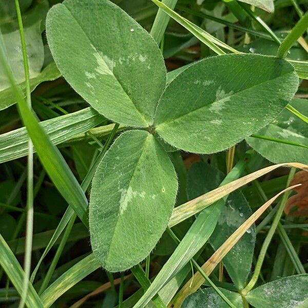 Trifolium pratense Лист