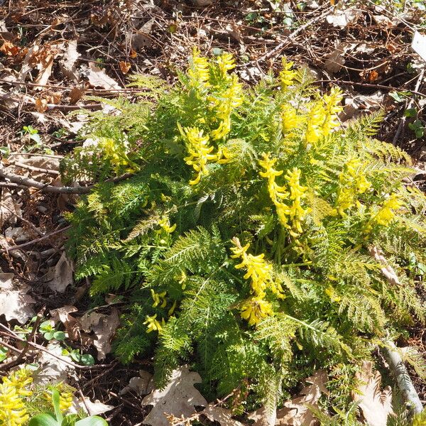 Corydalis cheilanthifolia (Fern-leaf corydalis)