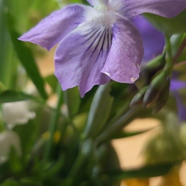 Viola pumila 花