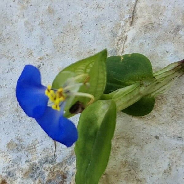 Commelina communis Bloem