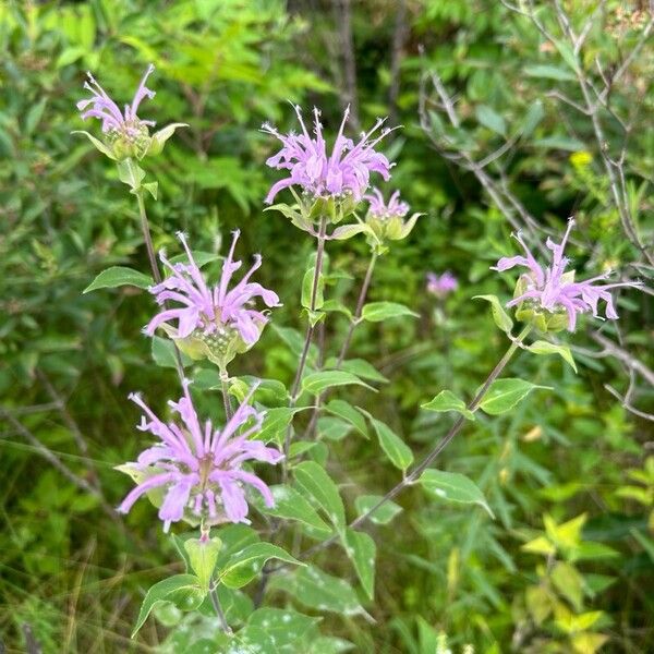 Monarda fistulosa Λουλούδι