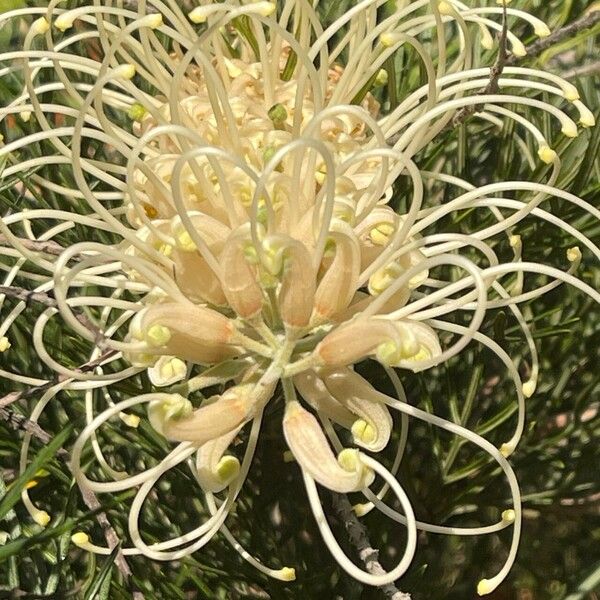 Grevillea leucopteris Λουλούδι