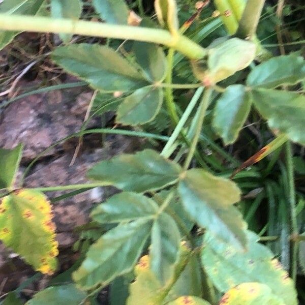 Laserpitium latifolium List