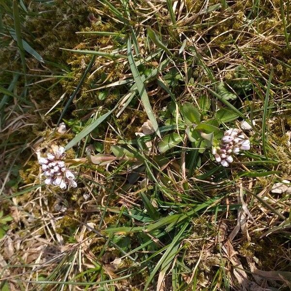 Noccaea caerulescens Flower