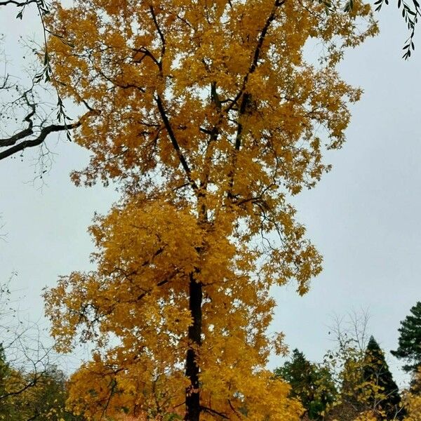 Carya tomentosa Hábitos