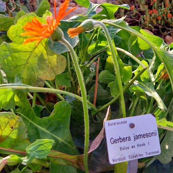 Gerbera jamesonii Beste bat