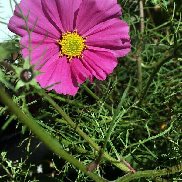 Cosmos bipinnatus Ostatní