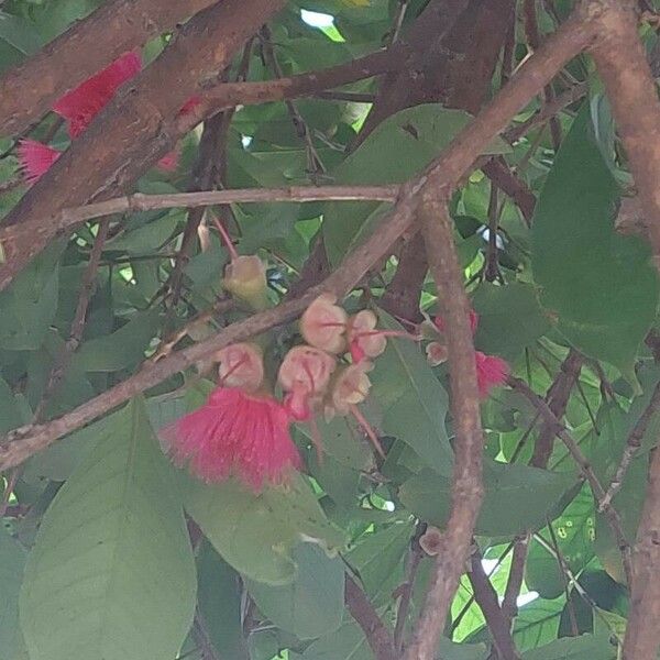 Syzygium malaccense Flor