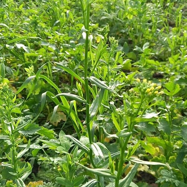 Camelina sativa Other