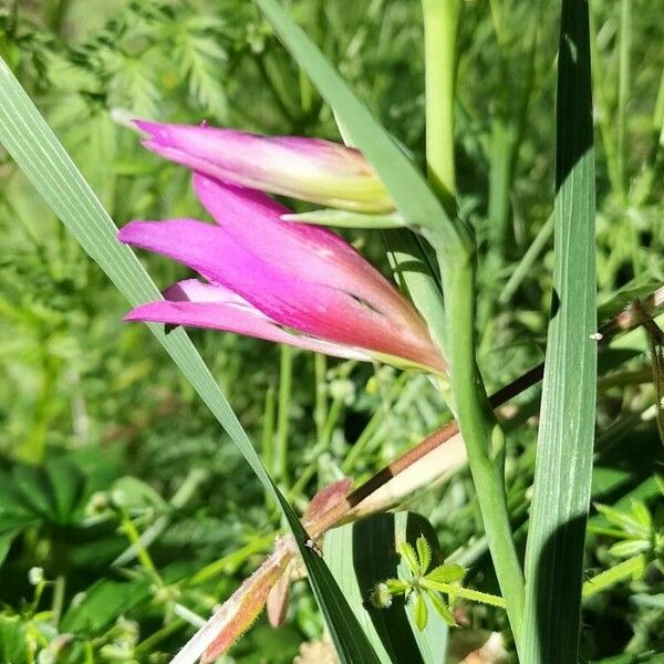 Gladiolus italicus പുഷ്പം