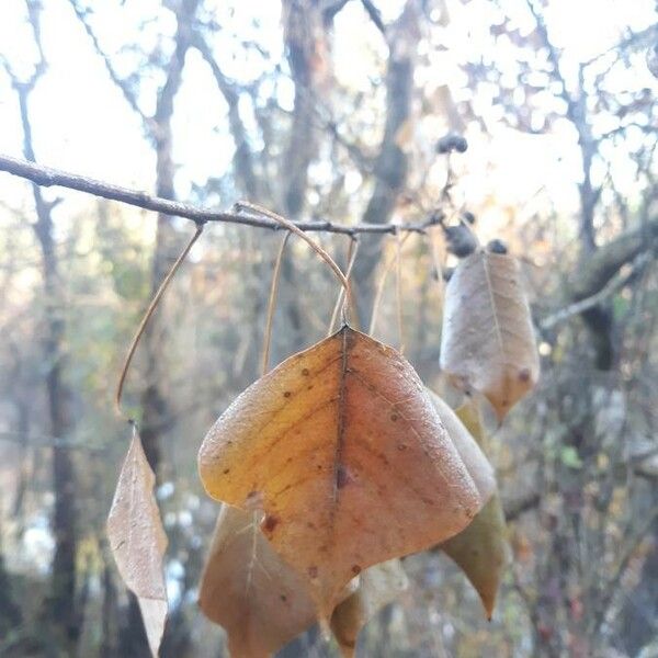 Triadica sebifera 葉