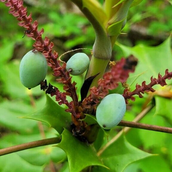 Mahonia bealei Fruit