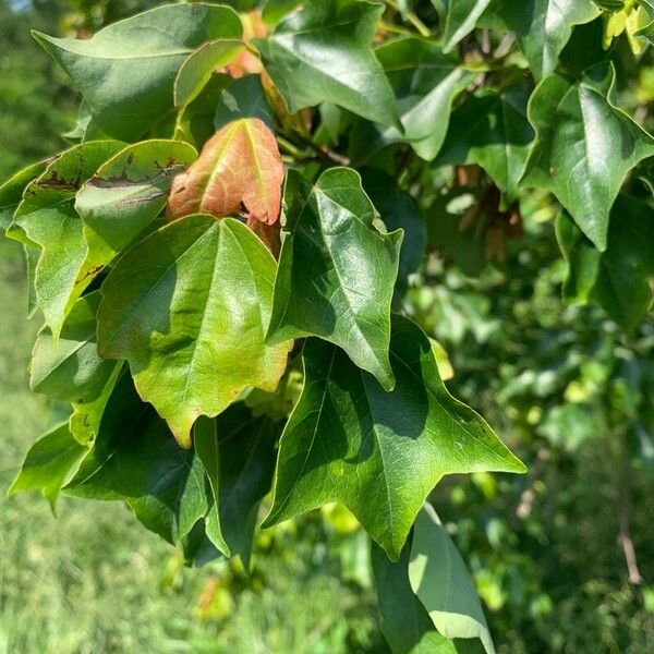 Acer buergerianum Leaf