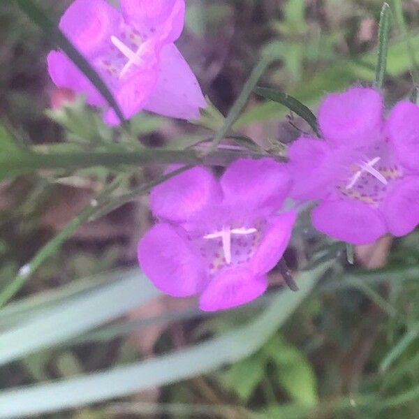 Agalinis purpurea 花